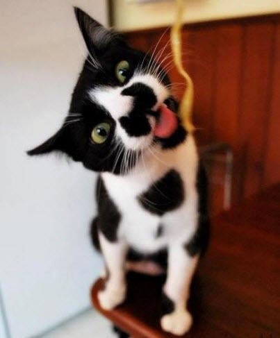 КотоТанчик.