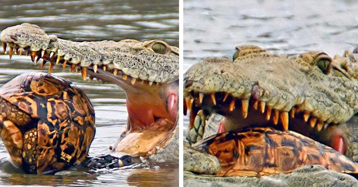 Зубы отсутствуют у черепах крокодилов. Нильская черепаха. Череп нильского крокодила. Крокодил и черепаха. Доисторические черепахи.