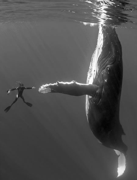 High five! - Person, Whale, Nature, Sea