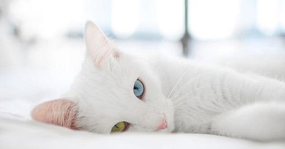 Музыка белая кошка. Белый кот с голубыми глазами. Белая грациозная кошка. Грациозная кошка белоснежная. Фотосессия с белой кошкой.