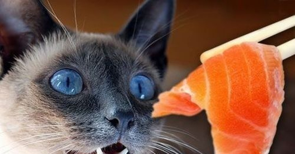 Cat eat fish. Коты и роллы. Кот кушает роллы. Кот с рыбой.