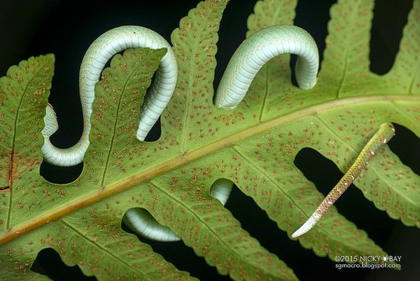 Маскировка храмовой куфии (Tropidolaemus wagleri)