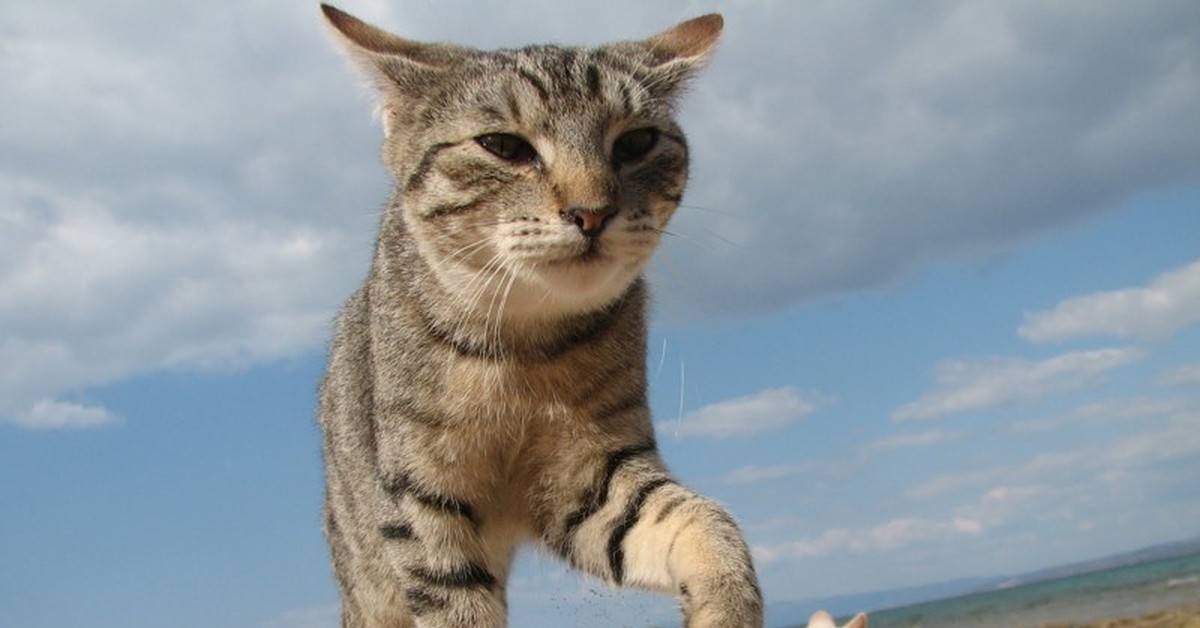 Кот на пляже