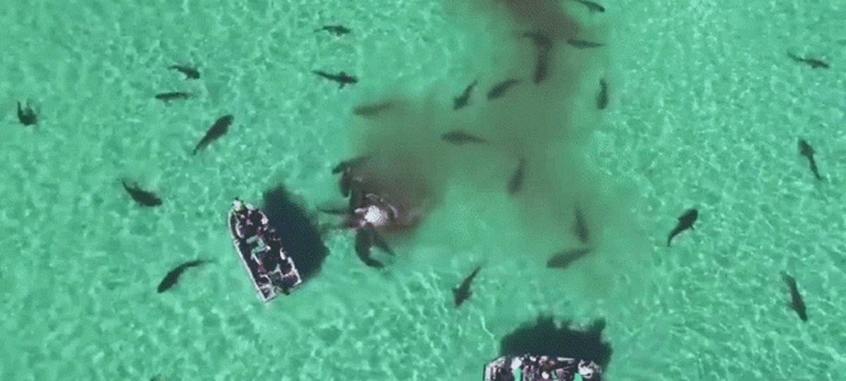 Dinner is served - Shark, Food, Vegan, Quadcopter, Nature, GIF, Whale