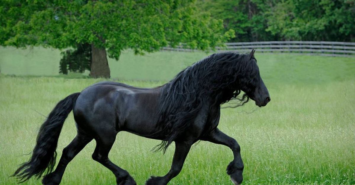 Конь с черной гривой. Фредерик Великий Фризская лошадь. Фриз Фризская лошадь. Фризская лошадь гнедая.