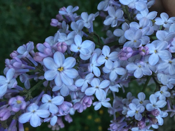 Цветок сирени с 7 лепестками.