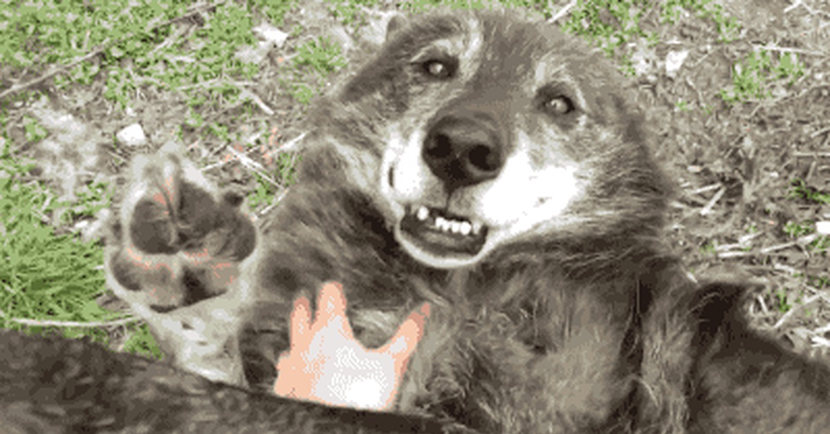 Смешной волк