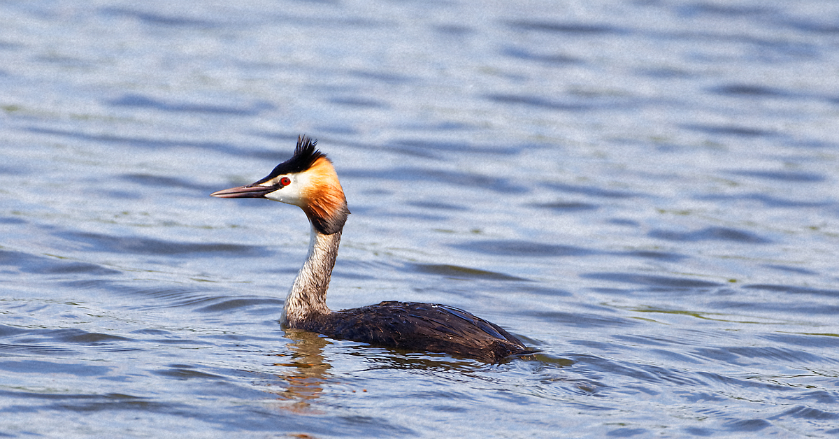 Чомга фото. Большая поганка – Podiceps cristatus. . Большая поганка (чомга) Podiceps cristatus. Бескрылая чомга Южной Америки. Чомга обыкновенная птица.