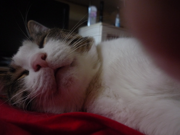 Беспробудный сон