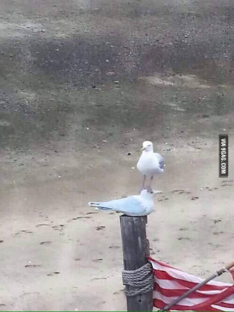 Доминируй, властвуй, унижай! Воруй, убивай, радио!