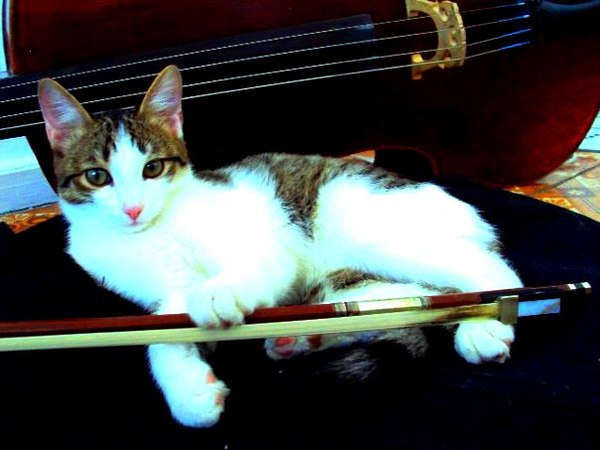 Кот - виолончелист!