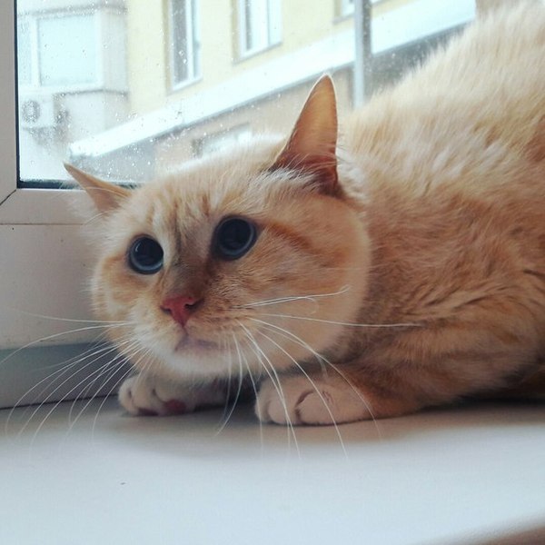 Коты вроде смелые, пока не приходит он...ПЫЛЕСОС