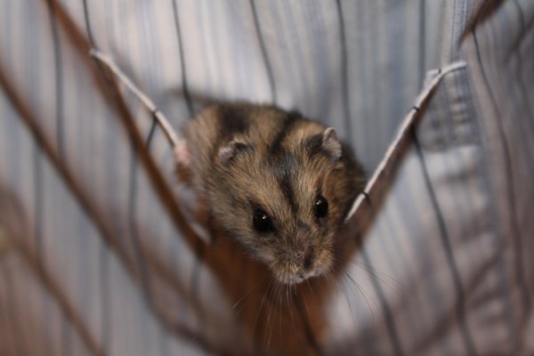 Хомяк в кармане. Пока еще вмещается)