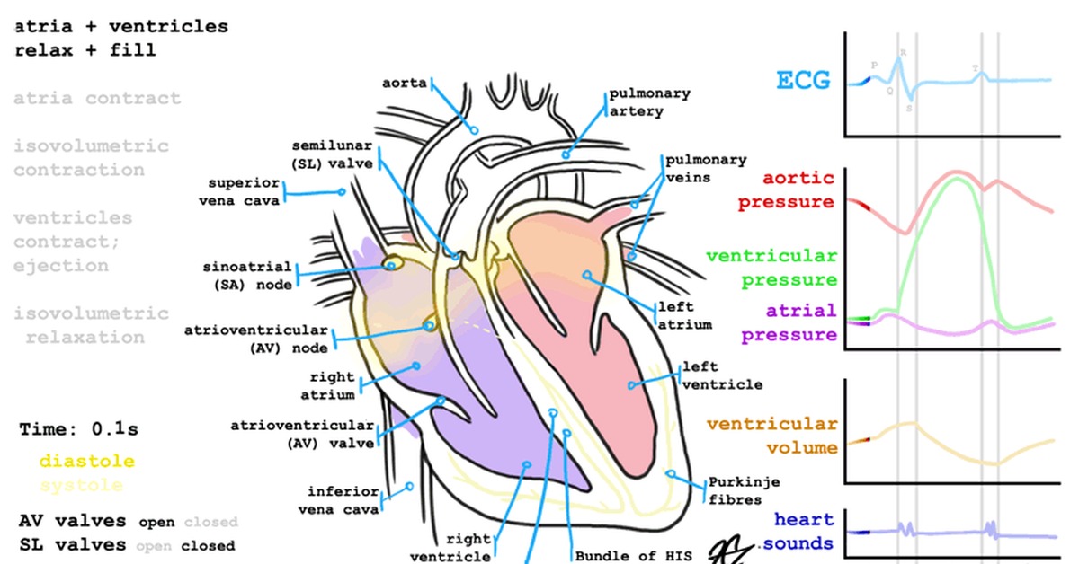 Ала сердца. Сокращение сердца. Сердечный цикл гиф. Работа сердца. Сердечный цикл анатомия.