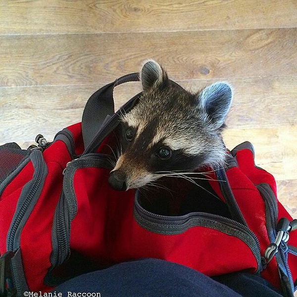 Все свое ношу с собой