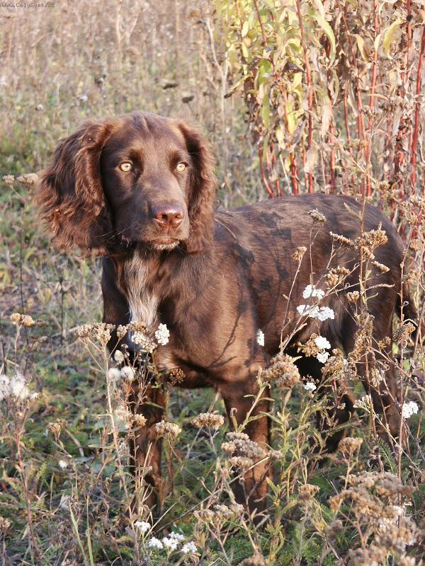 Today I will talk about the Langhaar dog breed. - My, Dog, Langhaar, Longpost, Cops, Hunting Dog