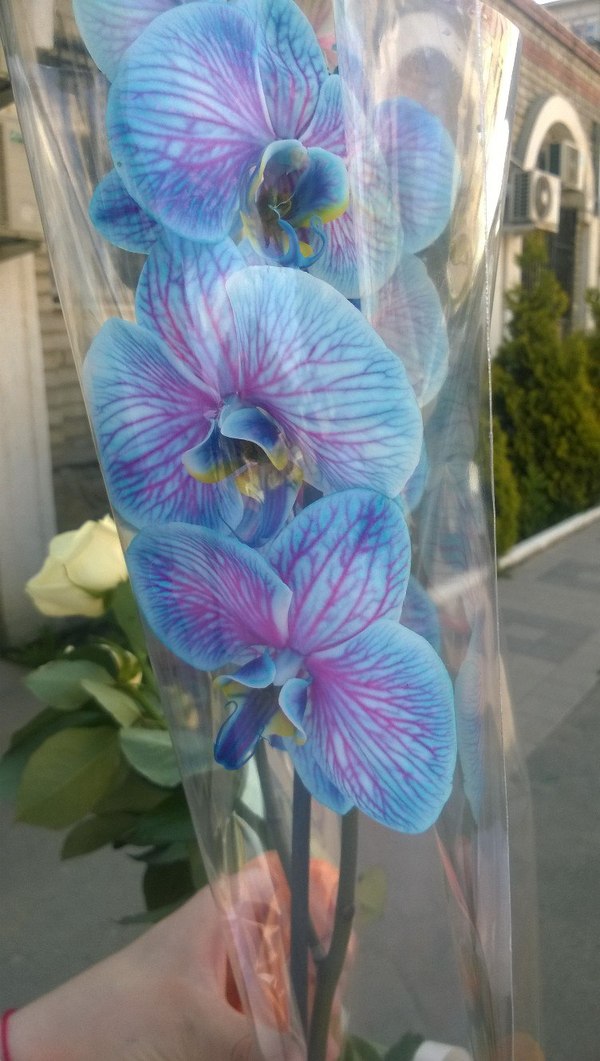 Прошу совета у пикабу. Крашеная орхидея. Коменты для минусов внутри