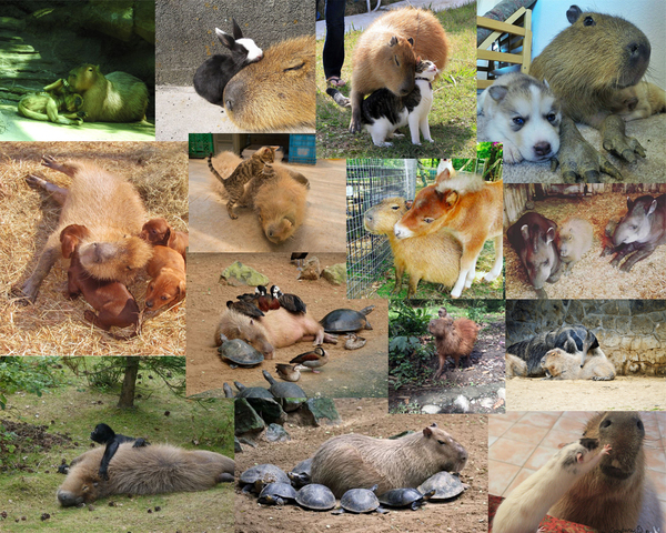 Проверьте ваши мимиметры))