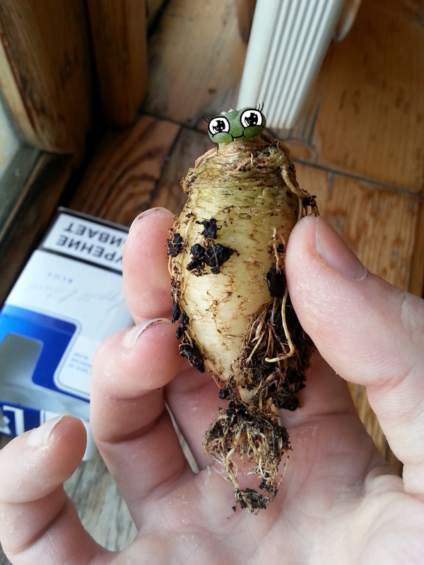     pikabu.ru/story/vyinul_tut_iz_gorshochka_verkhushku_aysberga_4237643