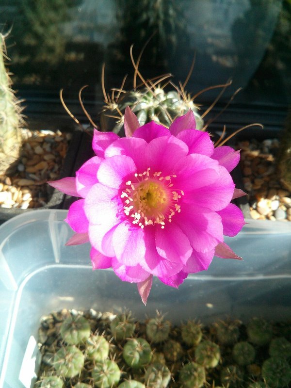 Cactus bloomed - My, Cactus, Cactus bloomed