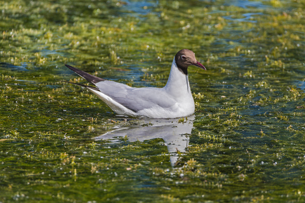   (Larus ridibundus)
