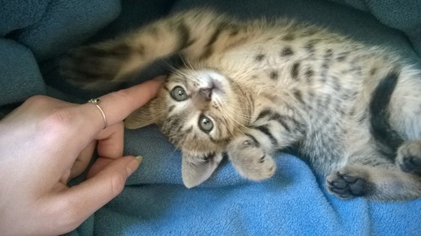 ���! ������ ���� �����, ������!