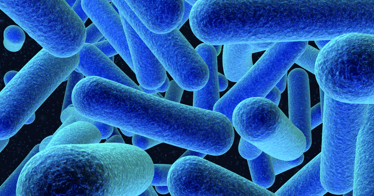 Среди бактерий есть. Бактерия синегнойка. Бактерии (Eubacteria),. Анаэробные микробы. Бактерия синегнойная палочка.