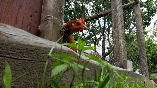 Дичка нужна чё?