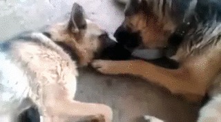 Семейная идиллия...)