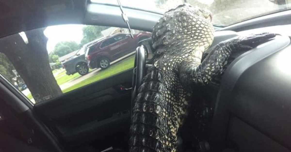 Columbus Ohio Alligator Escort