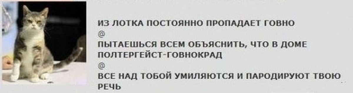 Куда делись посты. Кто ворует какашки из лотка. Куда девается говно из лотка. Куда пропадает говно из лотка.