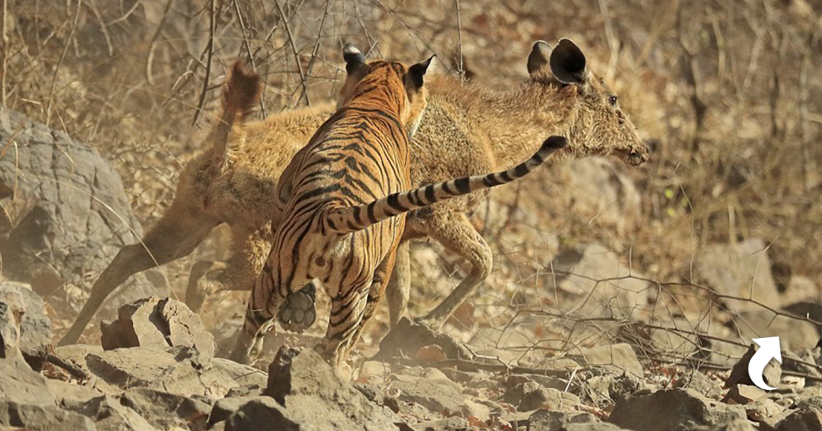 Хищники становятся добычей. Бенгальский тигр охотится. Бенгальский тигр на охоте. Амурский тигр на охоте. Хищники в природе.