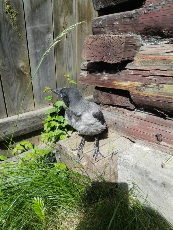 Вороненок выпал из гнезда | Пикабу