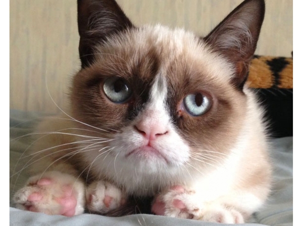 о чем думают кошки юмор. Смотреть фото о чем думают кошки юмор. Смотреть картинку о чем думают кошки юмор. Картинка про о чем думают кошки юмор. Фото о чем думают кошки юмор о чем думают кошки юмор. Смотреть фото о чем думают кошки юмор. Смотреть картинку о чем думают кошки юмор. Картинка про о чем думают кошки юмор. Фото о чем думают кошки юмор