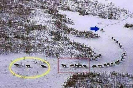 ������ ������ ��� � �� �������.