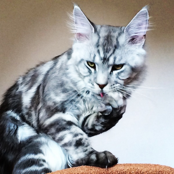 Manicurist))) - Maine Coon, cat, My