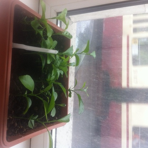 �������� ��� ����� ���������