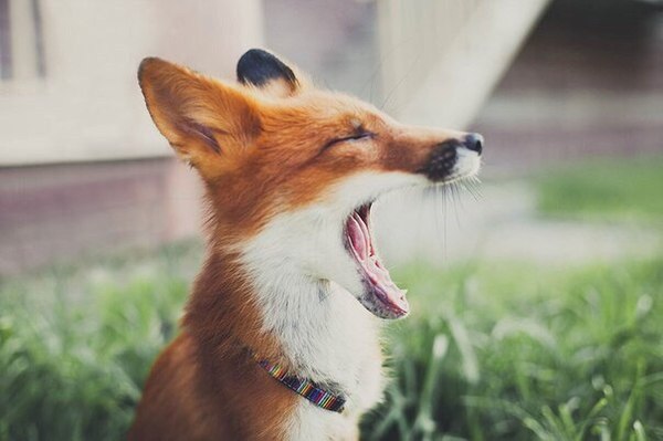 ����� ����)