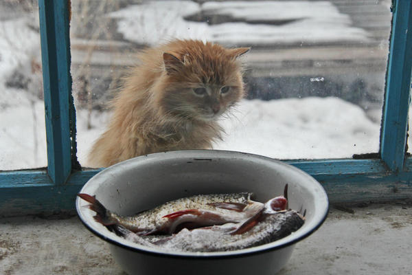 ��� ���� ������ ��� �� ������ ��� ����...