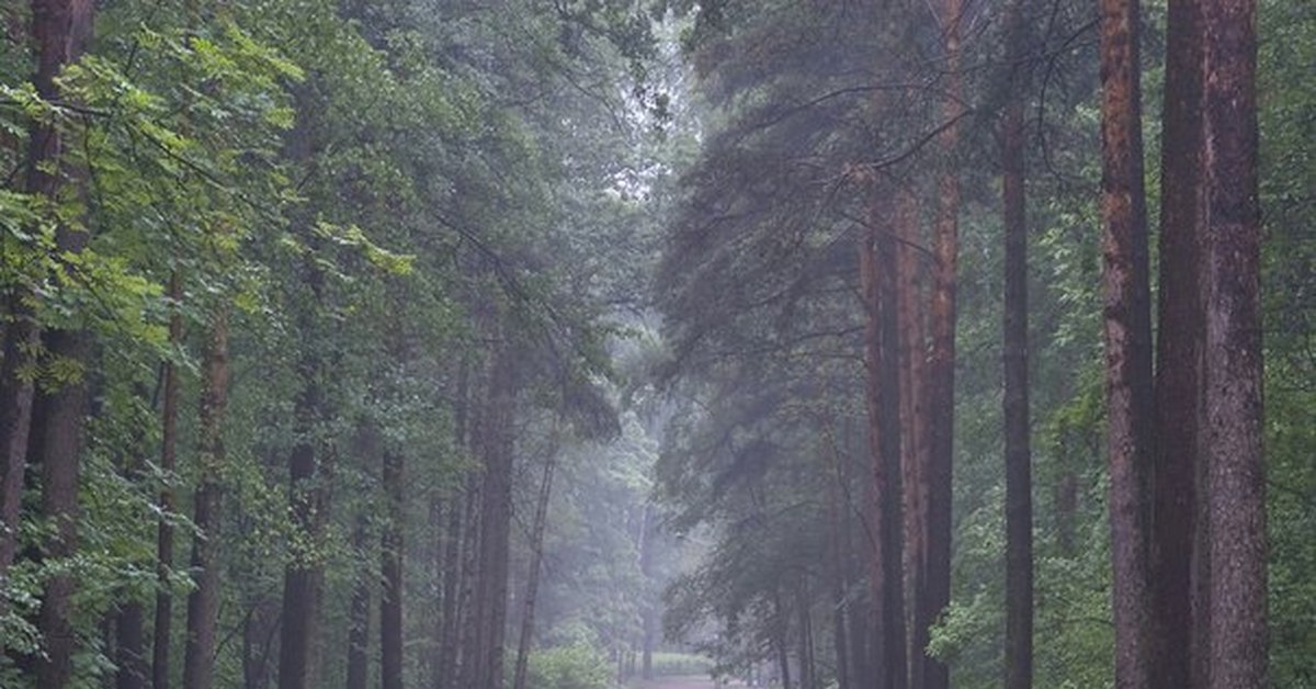 Сосновка санкт петербург фото