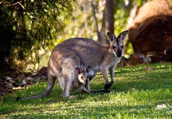 Удивительные факты про кенгуру, которых вы могли не знать Кенгуру, Австралия, Интересное, Факты, Длиннопост