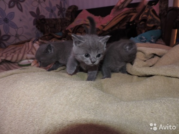 �������� ���������� ��������� �����