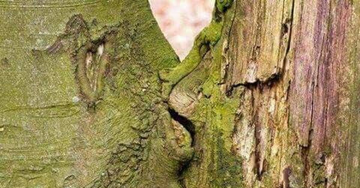 слова дерева целую. поцелуй у дерева. упражнение дерево жизни. дерево решений схема. дерево родственных слов.