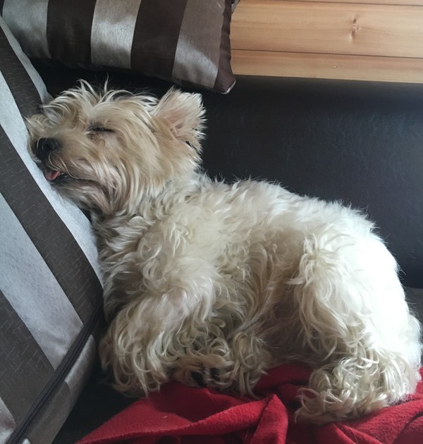 Знакомьтесь, Тор