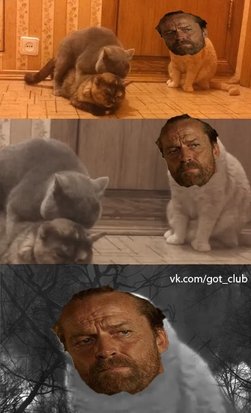Somewhere in the world of cats. - Game of Thrones, Jorah Mormont, cat, Friendzone