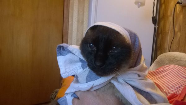 Ну, допустим, мяу