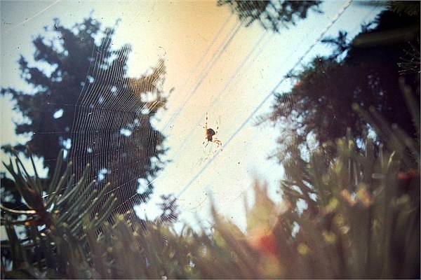 Утренних паучков пост