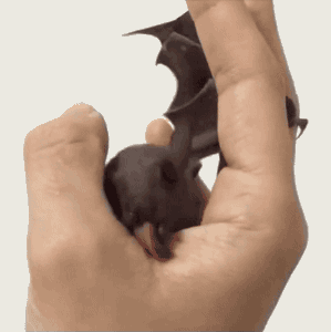 You are not yourself when you're hungry - Batman, GIF, Humor, Strange humor, 