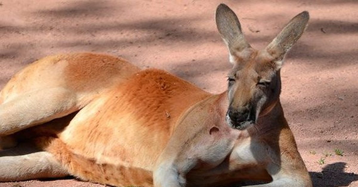 Большой рыжий кенгуру. Кенгуру антилопа. Macropus antilopinus. Животные пустыни Австралии кенгуру. Рыжие кенгуру.