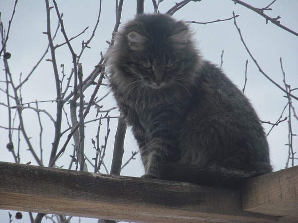 Воспитание